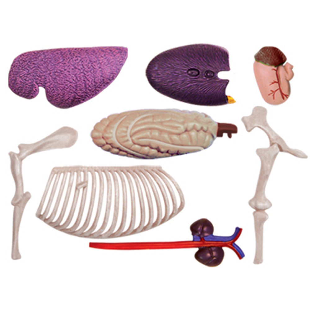 Model anatomi Organ hewan main - Science Diy Model ulasan dan harga